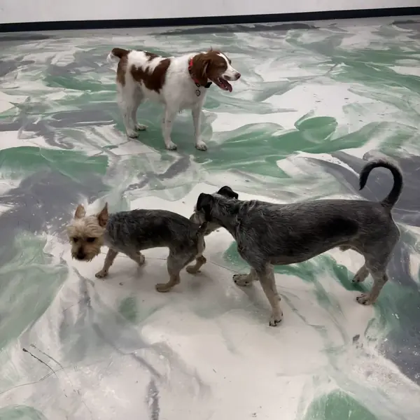 Boarding guest at K9 Rox Club Las Vegas